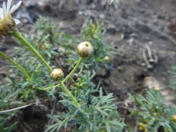 Fotografia da espécie Argyranthemum frutescens