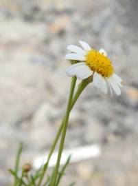 Fotografia da espécie Argyranthemum frutescens