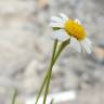 Fotografia 7 da espécie Argyranthemum frutescens do Jardim Botânico UTAD