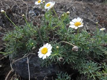 Fotografia da espécie Argyranthemum frutescens