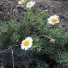 Fotografia 8 da espécie Argyranthemum frutescens do Jardim Botânico UTAD