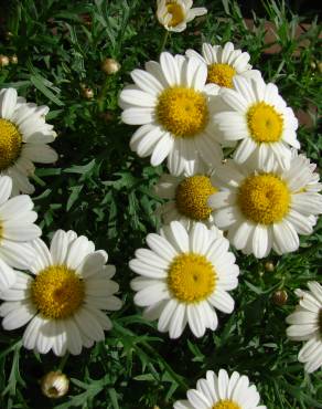 Fotografia 9 da espécie Argyranthemum frutescens no Jardim Botânico UTAD
