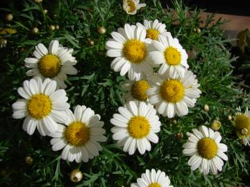 Fotografia da espécie Argyranthemum frutescens