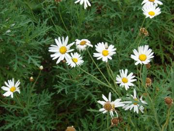 Fotografia da espécie Argyranthemum frutescens