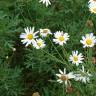 Fotografia 10 da espécie Argyranthemum frutescens do Jardim Botânico UTAD