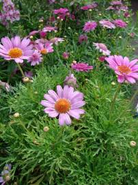 Fotografia da espécie Argyranthemum frutescens