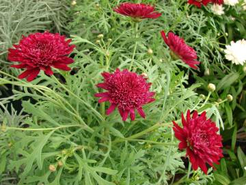 Fotografia da espécie Argyranthemum frutescens