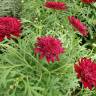 Fotografia 12 da espécie Argyranthemum frutescens do Jardim Botânico UTAD