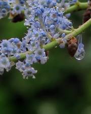 Fotografia da espécie Ceanothus arboreus