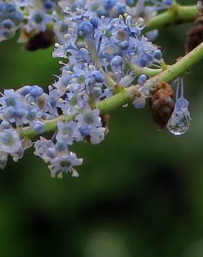 Fotografia 1 da espécie Ceanothus arboreus no Jardim Botânico UTAD