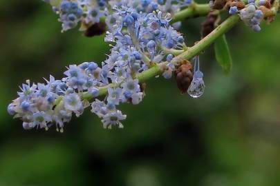 Fotografia da espécie Ceanothus arboreus