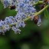 Fotografia 1 da espécie Ceanothus arboreus do Jardim Botânico UTAD