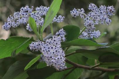 Fotografia da espécie Ceanothus arboreus