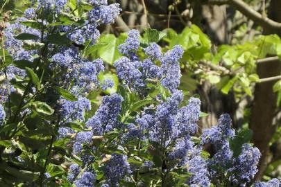 Fotografia da espécie Ceanothus arboreus