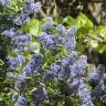 Fotografia 3 da espécie Ceanothus arboreus do Jardim Botânico UTAD