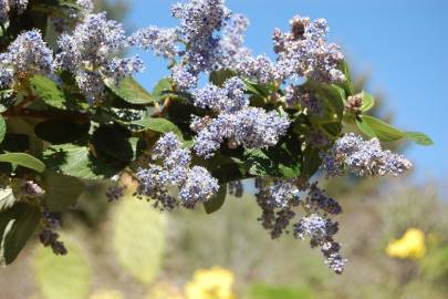 Fotografia da espécie Ceanothus arboreus