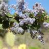 Fotografia 4 da espécie Ceanothus arboreus do Jardim Botânico UTAD