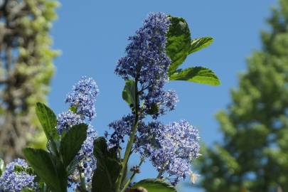 Fotografia da espécie Ceanothus arboreus