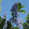 Fotografia 5 da espécie Ceanothus arboreus do Jardim Botânico UTAD