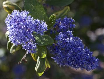 Fotografia da espécie Ceanothus arboreus