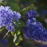 Fotografia 6 da espécie Ceanothus arboreus do Jardim Botânico UTAD