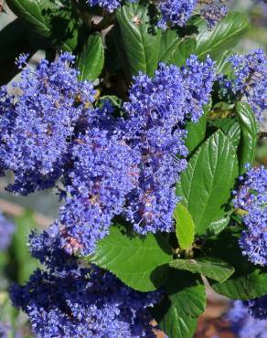 Fotografia 7 da espécie Ceanothus arboreus no Jardim Botânico UTAD