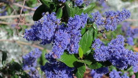 Fotografia da espécie Ceanothus arboreus