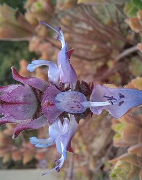 Fotografia 9 da espécie Plectranthus neochilus no Jardim Botânico UTAD