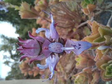 Fotografia da espécie Plectranthus neochilus