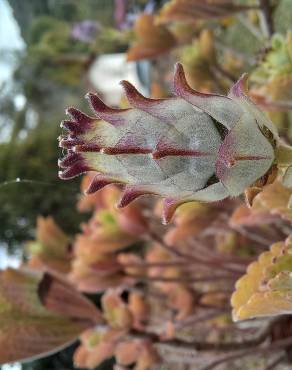 Fotografia 10 da espécie Plectranthus neochilus no Jardim Botânico UTAD