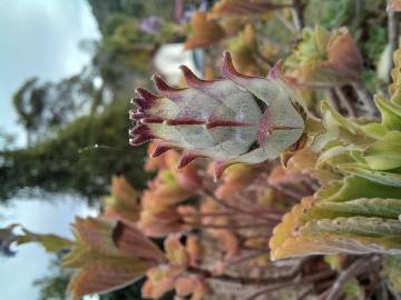 Fotografia da espécie Plectranthus neochilus