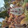 Fotografia 10 da espécie Plectranthus neochilus do Jardim Botânico UTAD