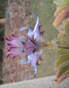 Fotografia 11 da espécie Plectranthus neochilus no Jardim Botânico UTAD