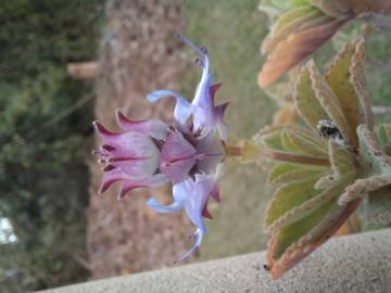 Fotografia da espécie Plectranthus neochilus