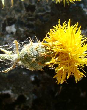 Fotografia 11 da espécie Centaurea ornata no Jardim Botânico UTAD