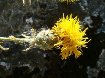 Fotografia da espécie Centaurea ornata