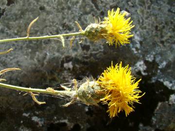 Fotografia da espécie Centaurea ornata