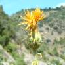 Fotografia 13 da espécie Centaurea ornata do Jardim Botânico UTAD