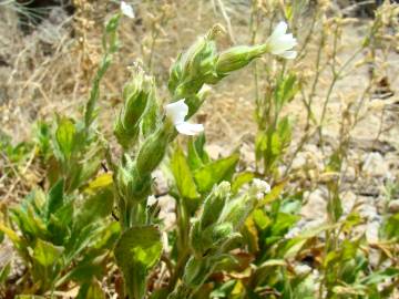 Fotografia da espécie Silene marizii