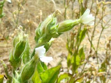 Fotografia da espécie Silene marizii