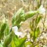 Fotografia 10 da espécie Silene marizii do Jardim Botânico UTAD