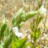 Fotografia 12 da espécie Silene marizii do Jardim Botânico UTAD