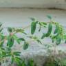 Fotografia 13 da espécie Chamaesyce maculata do Jardim Botânico UTAD