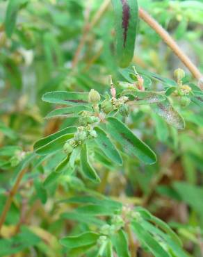 Fotografia 15 da espécie Chamaesyce maculata no Jardim Botânico UTAD