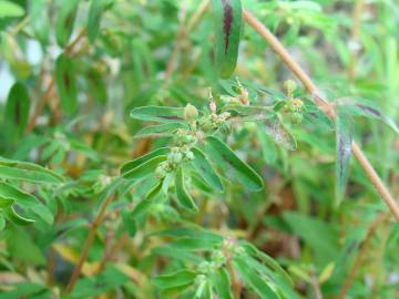Fotografia da espécie Chamaesyce maculata