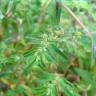 Fotografia 15 da espécie Chamaesyce maculata do Jardim Botânico UTAD