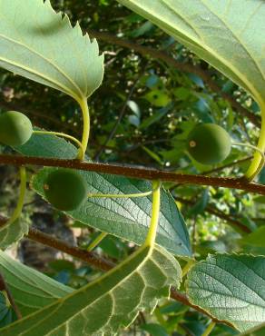 Fotografia 14 da espécie Celtis australis no Jardim Botânico UTAD