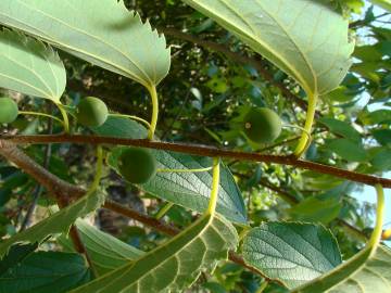 Fotografia da espécie Celtis australis