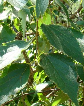 Fotografia 15 da espécie Celtis australis no Jardim Botânico UTAD