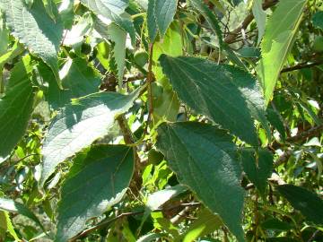 Fotografia da espécie Celtis australis